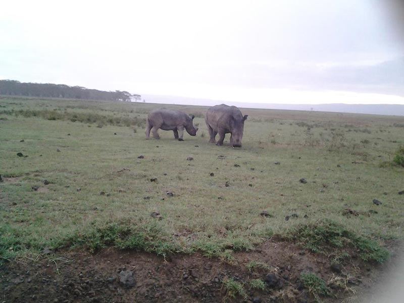 4 Days Masai Mara and Lake Nakuru Budget Joining Camping safari Tour