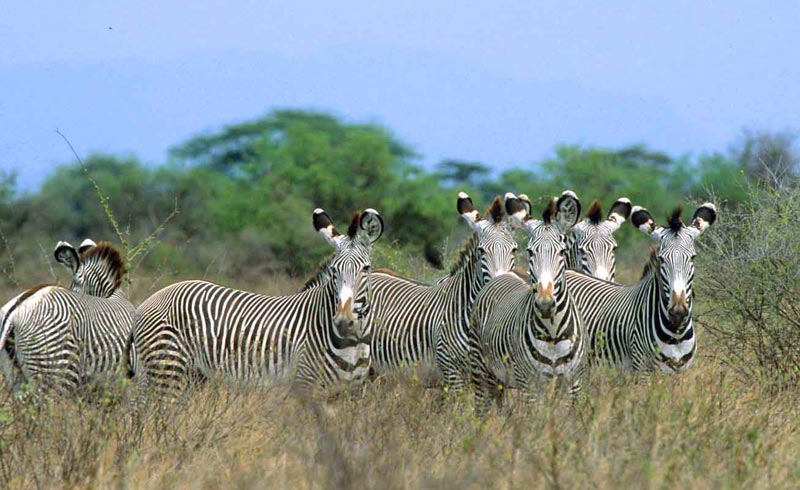 4 Days Ol Pejeta Conservancy And Meru National Park Safari Tour