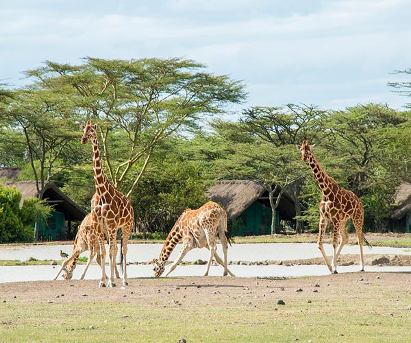 4 Days Ol pejeta Conservancy and Meru National park safari Tour