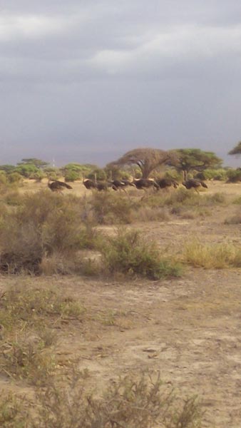 3 Days Amboseli Lodge Safari Tour