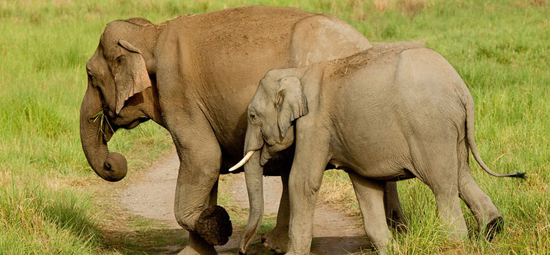 The Golden Chariot Package