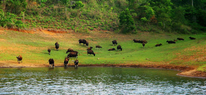 The Land of Backwaters - Exotic Kerala Tour
