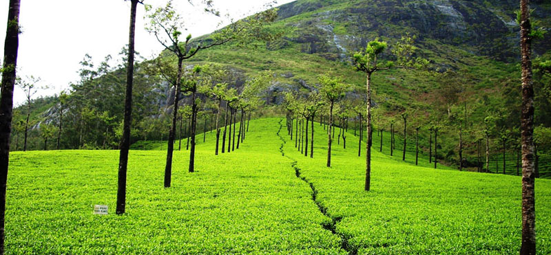 The Land of Backwaters - Exotic Kerala Tour