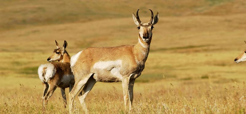 South India Vacation Tour