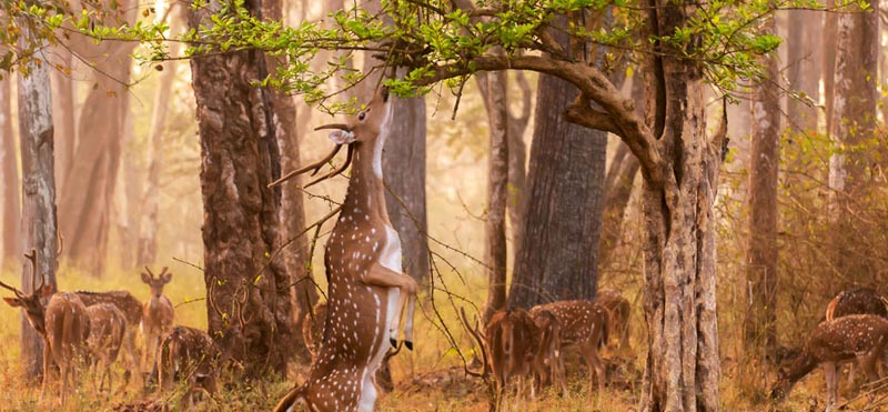 Discover Karnataka Package