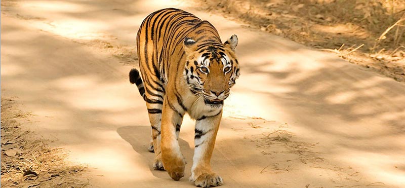 Temples Tigers & Tribes of Central India Tour