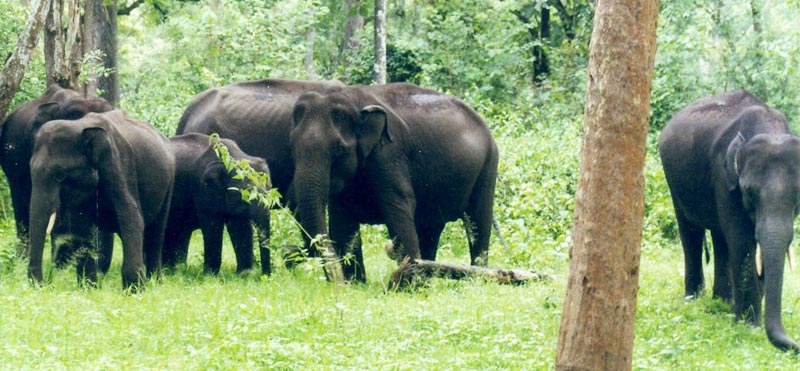 Culture Of Karnataka With Wildlife Tour