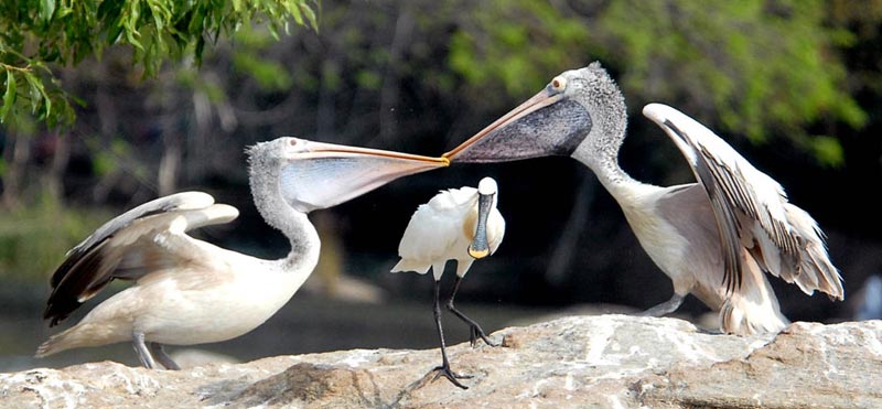 Karnataka Wildlife Tour