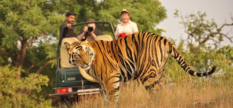 Wildlife Tour Madhya Pradesh
