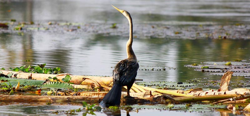 South India Wildlife Tour