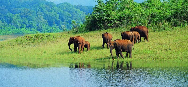 South India with Jungle Tour
