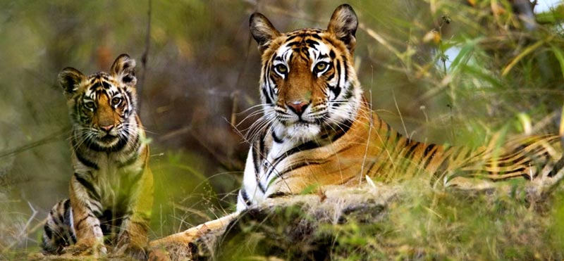India Tiger Trails Package