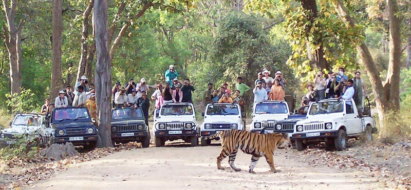 India Tiger Trails Package