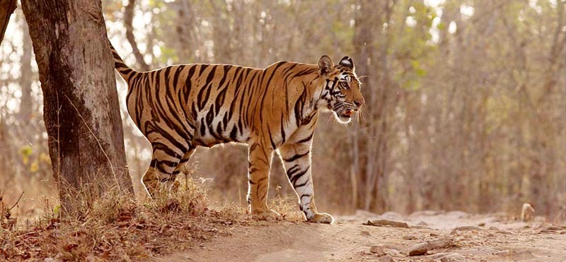 India Tiger Trails Package