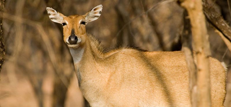 India Essence and Tiger Tour