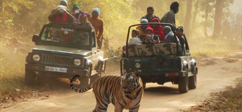 Chasing The Tigers In Kipling Land Package