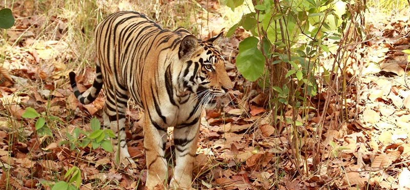 Chasing the Tigers in Kipling Land Package