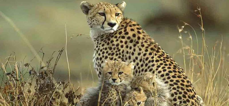 Chasing the Tigers in Kipling Land Package