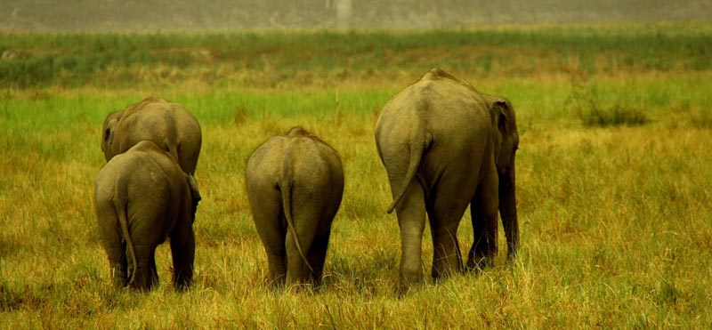 Ranthambore and Corbett Tour