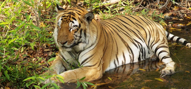 Taj Mahal and Tiger Tour