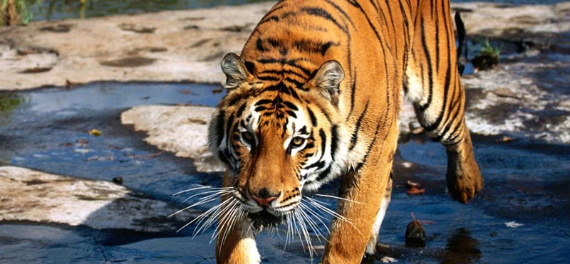 Taj Mahal and Tiger Tour