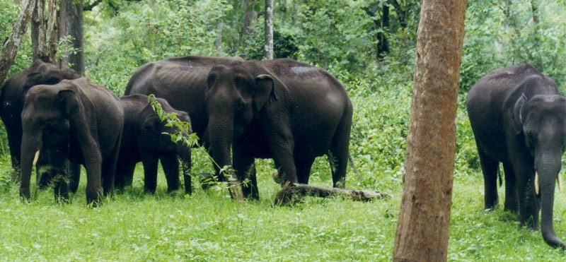 Kerala Honeymoon Tour