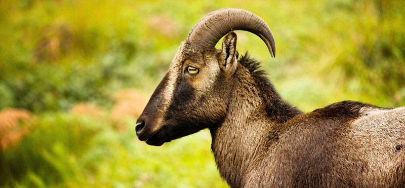 Kerala Honeymoon Tour