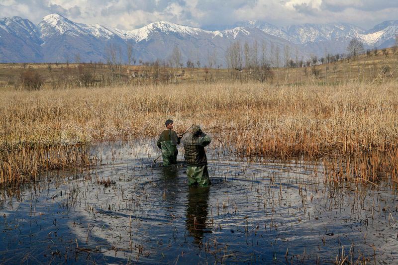 Duck Hunting In Kashmir