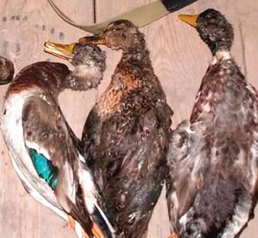 Duck Hunting In Kashmir