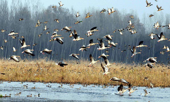 Duck Hunting In Kashmir