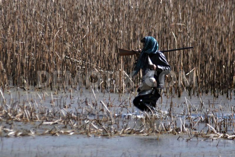 Duck Hunting In Kashmir