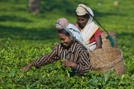 Tea Tour Of India