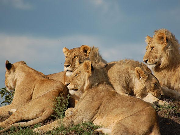 Four Days Three Nights Maasai Mara Tour