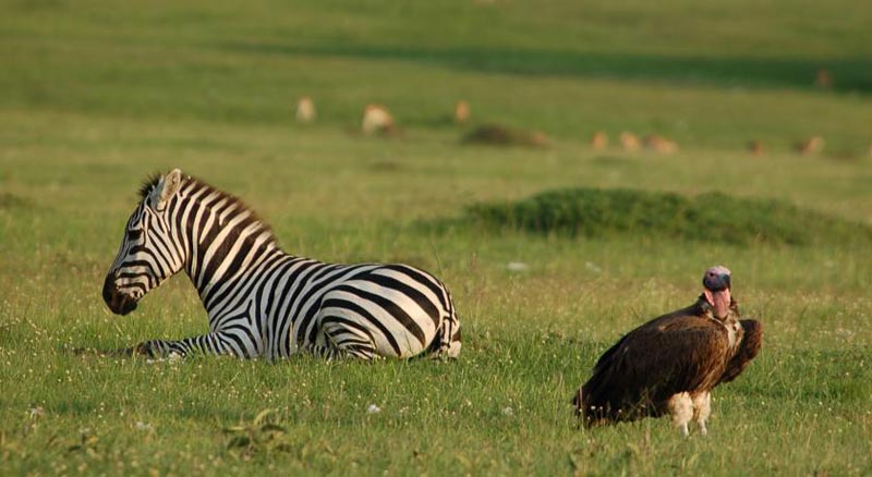 Four Days Three Nights Maasai Mara Tour
