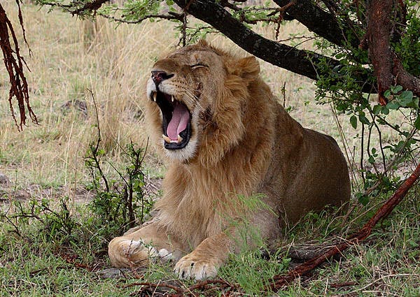 Four Days Three Nights Amboseli Tour