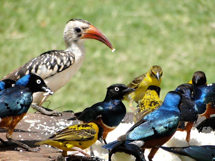 Four Days Three Nights Amboseli Tour