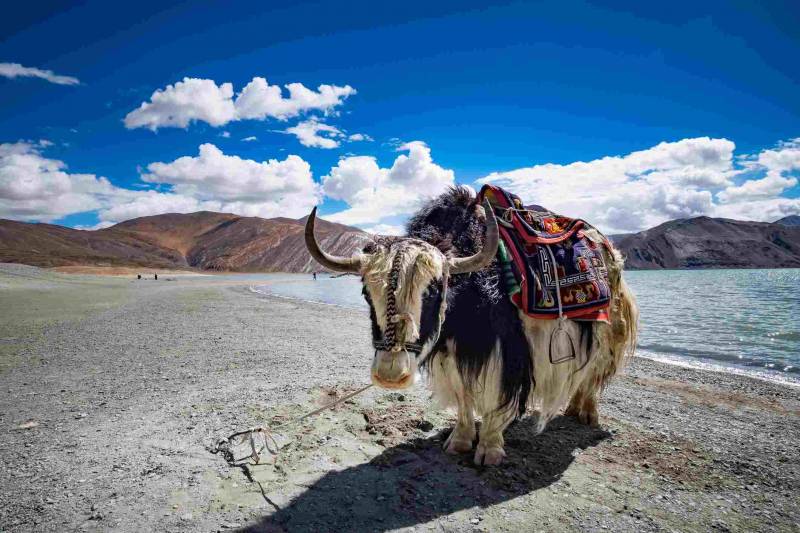 Ladakh Tour Travel Packages
