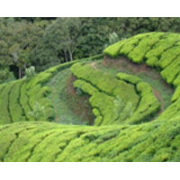 Enchanting Kerala Tour