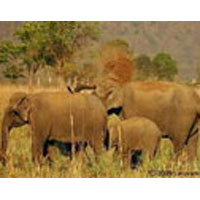 Rajasthan Tiger Tour