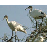 Rajasthan Tiger Tour