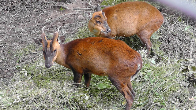 Classic Jeep Safari Tour