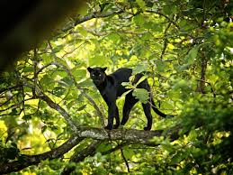 Short Escape to Kabini Tour