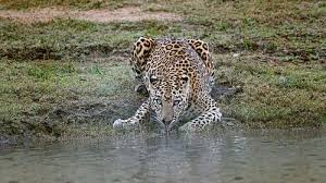 Short Escape To Kabini Tour