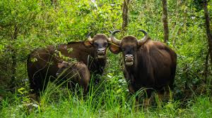 Short Escape to Kabini Tour