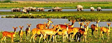 Assam with Kaziranga Tour