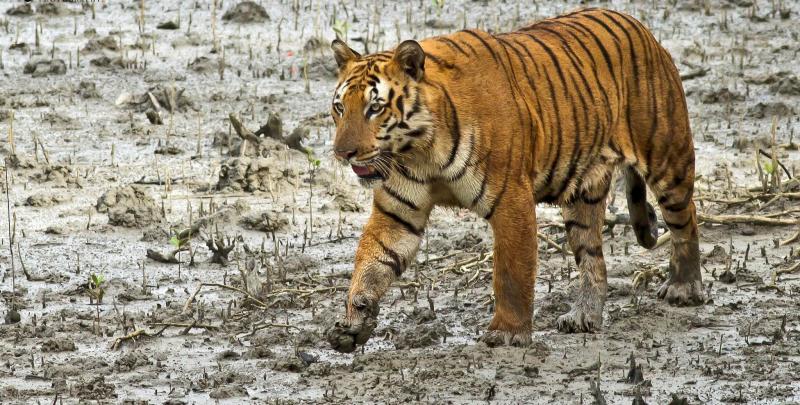 Tiger Trails In India Package