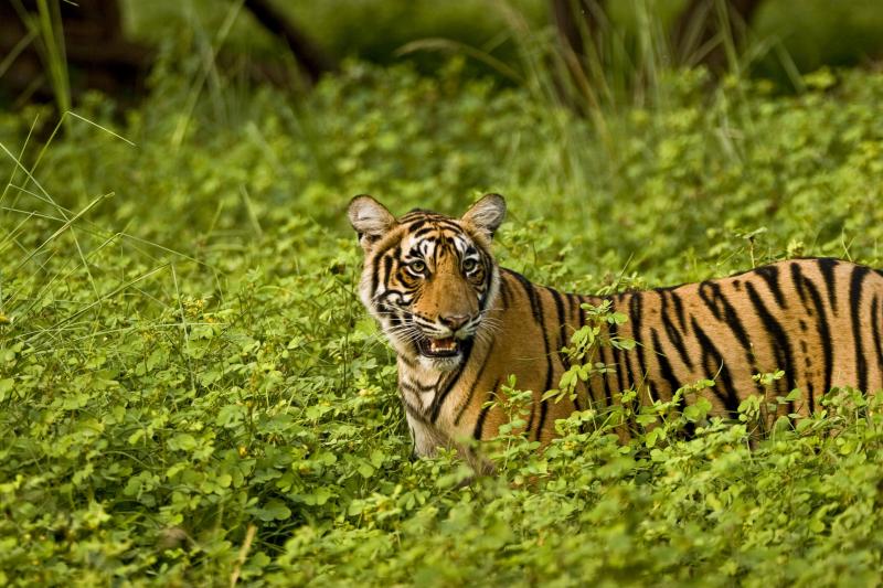 North India Wildlife Tour Package