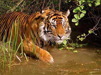 Kolkata Culture With Wild Safari 5N/6D Package