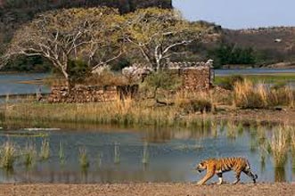 Short Escape To Ranthambore Package