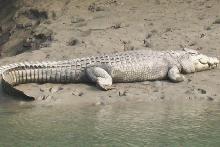 Sundarban Wildlife Package Tour